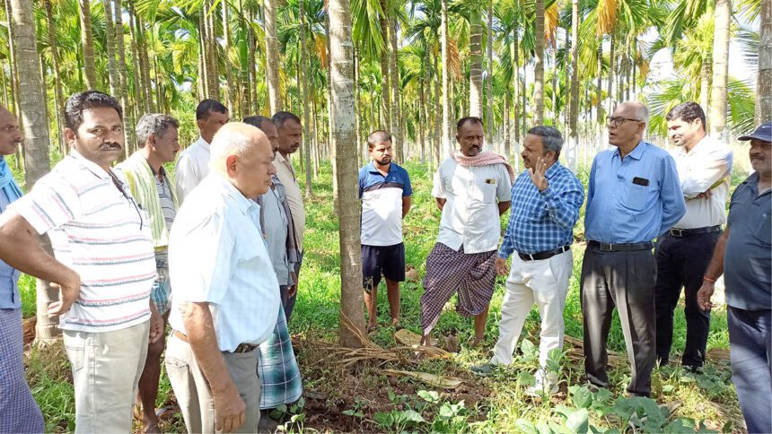 ಬೇಸಿಗೆ ತಿಂಗಳಲ್ಲಿ ಅಡಿಕೆ ಬೆಳೆಗೆ ನುಸಿ ಕೀಟದ ಬಾಧೆ