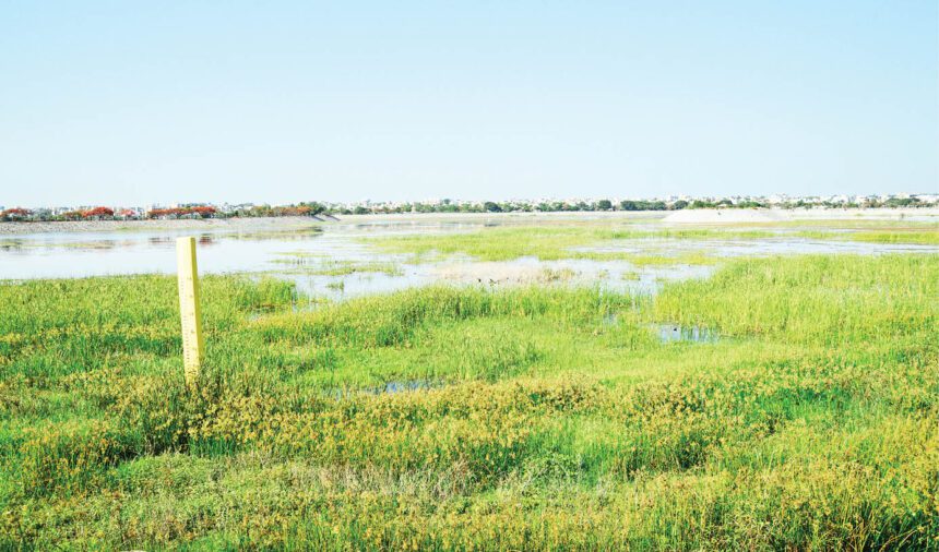 ಜೊಂಡಿನ ಹುಲ್ಲುಗಾವಲಾಗುತ್ತಿರುವ ಕುಂದುವಾಡ ಕೆರೆ