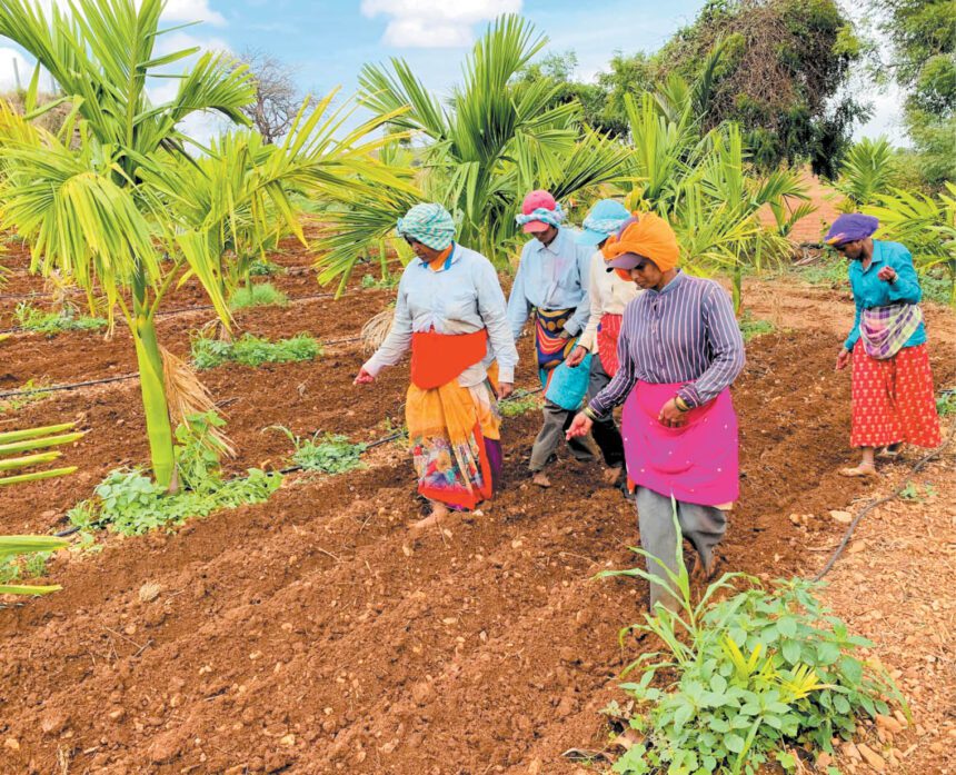 ಬಿತ್ತನೆ ಚುರುಕು…