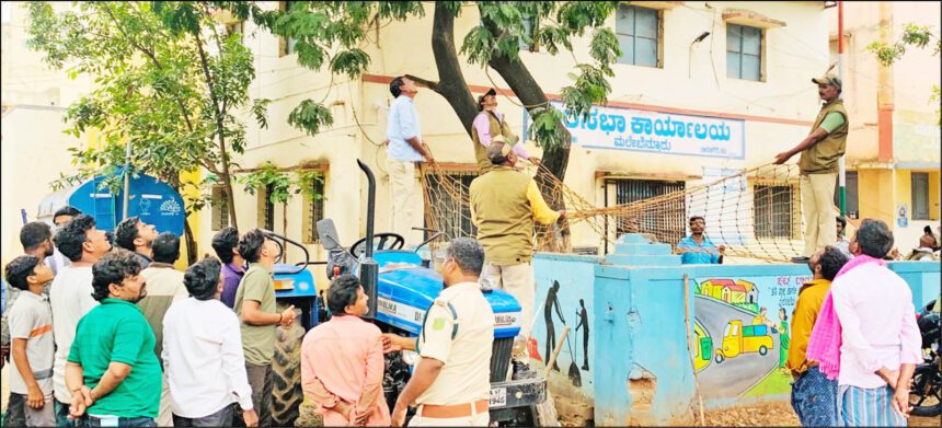 ಮಲೇಬೆನ್ನೂರು : ಟ್ರ್ಯಾಕ್ಟರ್ ಚಾಲಕರ ಮೇಲೆ ದಾಳಿ ಮಾಡುತ್ತಿದ್ದ ಮುಷ್ಯ ಸೆರೆ