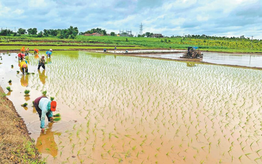 ಮುಂಗಾರು ನಾಟಿ ಆರಂಭ….