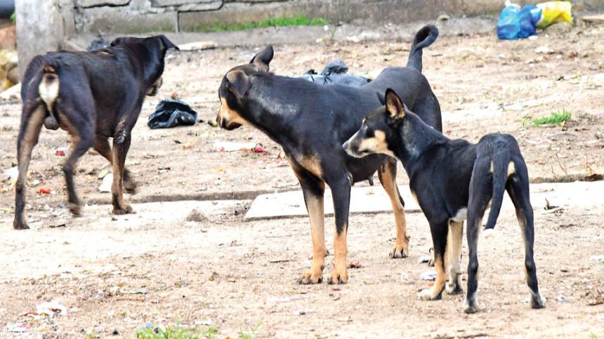 ಹೆಚ್ಚುತ್ತಲೇ ಇದೆ ಬೀದಿ ನಾಯಿಗಳ ಹಾವಳಿ