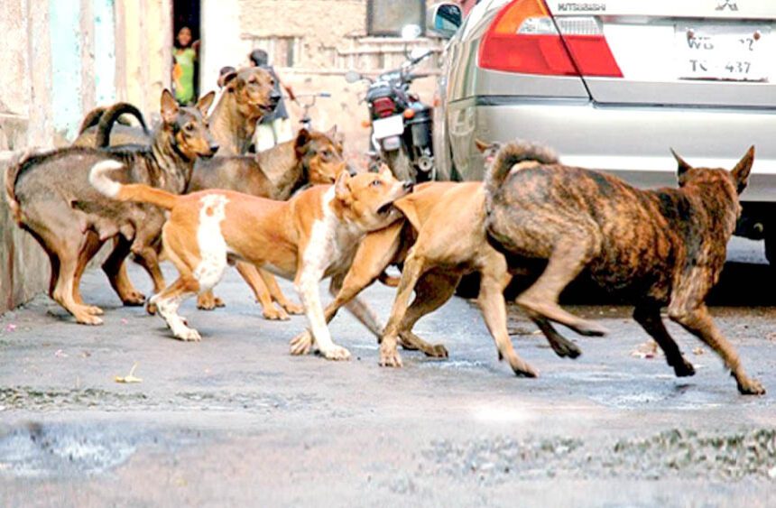 ಬೀದಿ ನಾಯಿಗಳ ಹಾವಳಿ ನಿಯಂತ್ರಿಸಿ