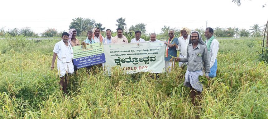 ಉತ್ತಮ ಇಳುವರಿ ಕೊಡುವ ನವಣೆ ತಳಿ ಬಳಸಿ