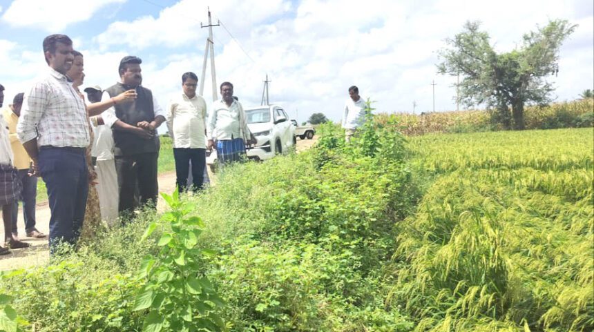 ಮಳೆ : ಬೆಳೆ ಹಾನಿ ಪ್ರದೇಶಗಳನ್ನು ವೀಕ್ಷಿಸಿದ ಶಾಸಕ ಪ್ರಕಾಶ ಕೋಳಿವಾಡ