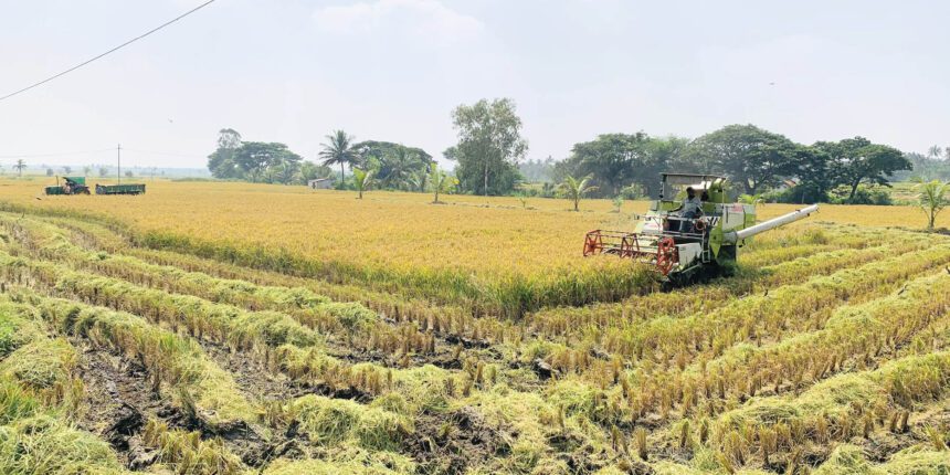 ಭರದಿಂದ ಸಾಗಿದ ಭತ್ತದ ಕಟಾವು …