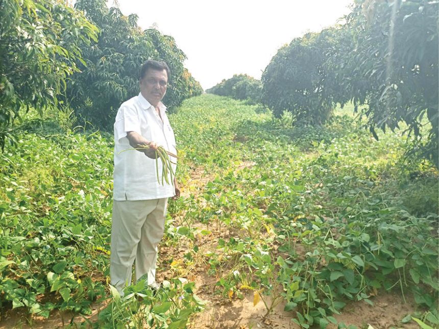 ಹಿಂಗಾರು ಮಳೆಯ ಬೆಳೆಗಳಿಂದ ಆರ್ಥಿಕ ಸಬಲತೆ