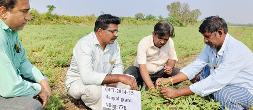 ಕಡಲೆಯಲ್ಲಿ ಯಾಂತ್ರೀಕೃತ ಕಟಾವಿಗೆ ಸೂಕ್ತ ತಳಿಗಳ ಪ್ರಯೋಗ