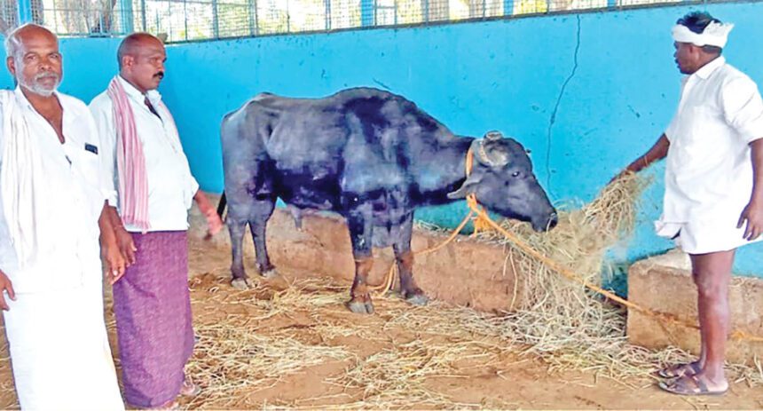 ಕೋಣಕ್ಕಾಗಿ ಕುಣೆಬೆಳಕೆರೆ – ಕುಳಗಟ್ಟೆ ಗ್ರಾಮಸ್ಥರ ಕಿತ್ತಾಟ !