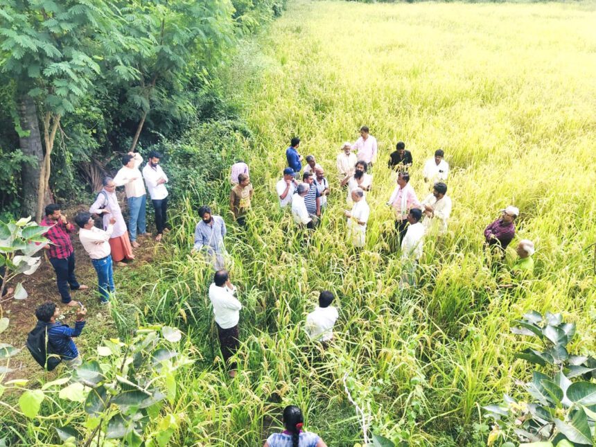 ಐಕಾಂತಿಕ: ನೈಸರ್ಗಿಕ ಕೃಷಿಯಲ್ಲಿ ಬೆಳೆದ ಭತ್ತ