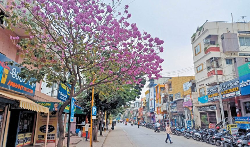 ಮನಸೂರೆಗೊಳಿಸುವ ರೋಸಿಯ ಹೂಗಳು